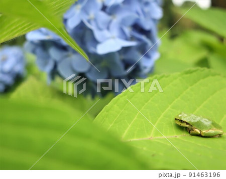 紫陽花の葉にかわいい雨蛙 紫陽花の葉にかわいい雨蛙 91463196