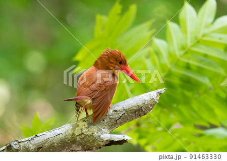 アカショウビン 91463330