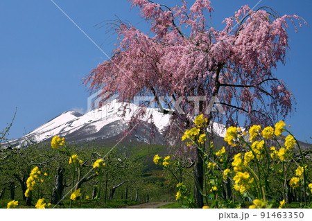 青森県弘前市弥生平　岩木山環状線オオヤマザクラネックレスロード沿いのベニシダレザクラと菜の花と岩木山 91463350