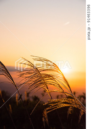 《奈良県》葛城高原の夕景 ススキ/ 91463396