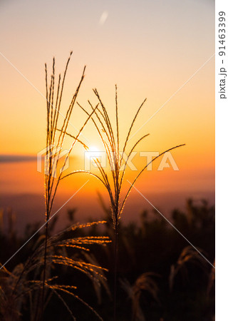 《奈良県》葛城高原の夕景 ススキ/ 《奈良県》葛城高原の夕景 ススキ/ 91463399