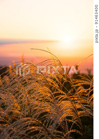 《奈良県》葛城高原の夕景 ススキ/ 《奈良県》葛城高原の夕景 ススキ/ 91463400