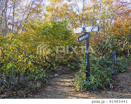 荒島岳シャクナゲ平 91463441