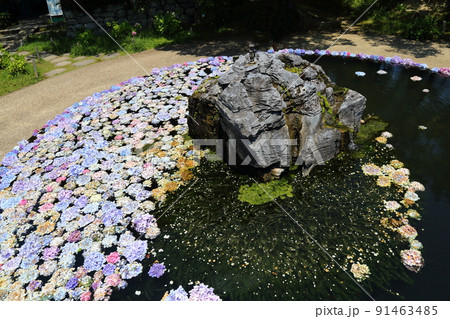 「花の寺」久安寺　具足池のあじさいうかべ　【大阪府池田市】 91463485