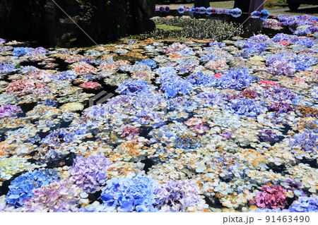 「花の寺」久安寺　具足池のあじさいうかべ　【大阪府池田市】 91463490