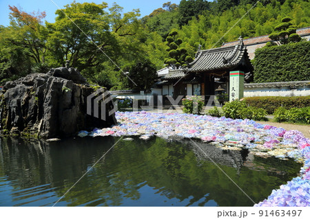 「花の寺」久安寺　具足池のあじさいうかべ　【大阪府池田市】 91463497