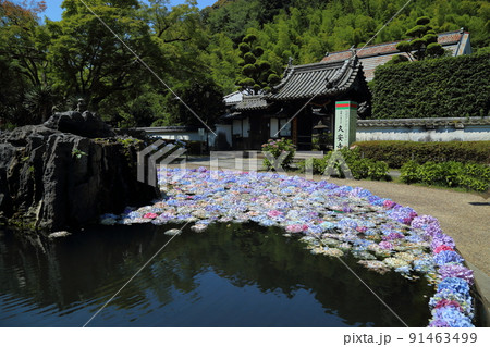 「お花のお寺」久安寺　具足池のあじさいうかべ　【大阪府池田市】 91463499