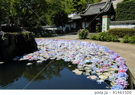 「花の寺」久安寺 具足池のあじさいうかべ 【大阪府池田市】 「花の寺」久安寺 具足池のあじさいうかべ 【大阪府池田市】 91463500