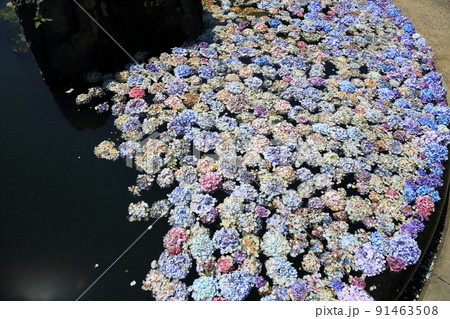 「花の寺」久安寺　具足池のあじさいうかべ　【大阪府池田市】 91463508