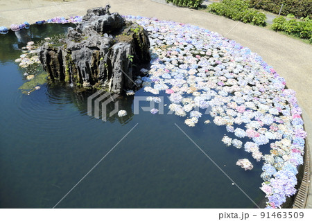 「花の寺」久安寺 具足池のあじさいうかべ 【大阪府池田市】 「花の寺」久安寺 具足池のあじさいうかべ 【大阪府池田市】 91463509