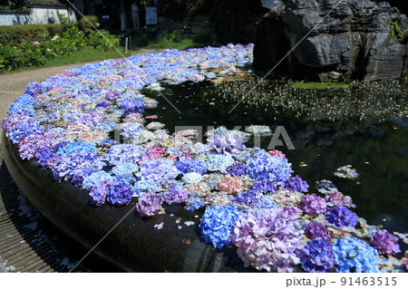 「花の寺」久安寺 具足池のあじさいうかべ 【大阪府池田市】 「花の寺」久安寺 具足池のあじさいうかべ 【大阪府池田市】 91463515