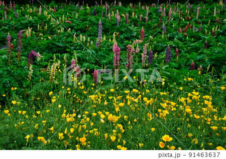 ポピーとルピナス ポピーとルピナス 91463637