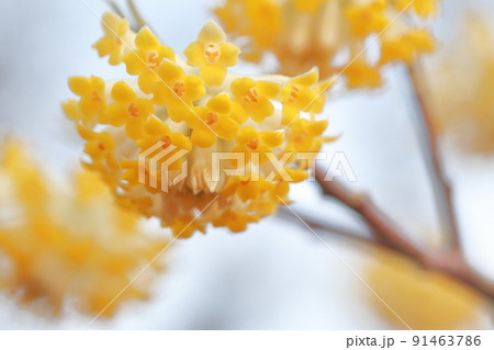 紙幣や和紙の原料となる植物の花(ミツマタ) 紙幣や和紙の原料となる植物の花(ミツマタ) 91463786