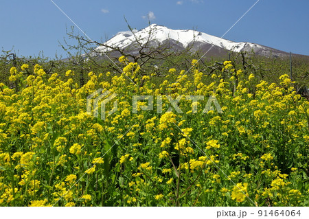 青森県弘前市弥生平　岩木山環状線オオヤマザクラネックレスロード沿いの菜の花と冠雪した岩木山 91464064