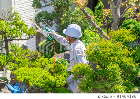 働く高齢者 地域社会に貢献 植木剪定 働く高齢者 地域社会に貢献 植木剪定 91464136