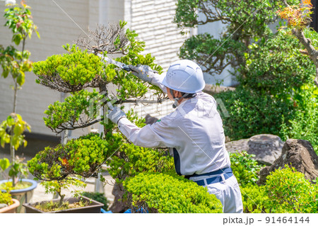 働く高齢者　地域社会に貢献　植木剪定 91464144