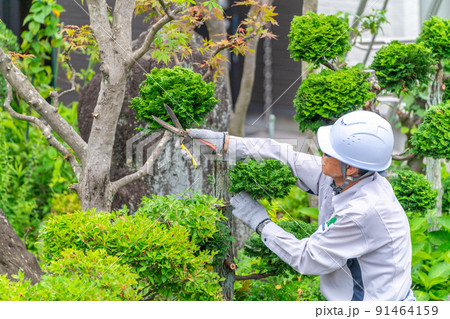 働く高齢者 地域社会に貢献 植木剪定 働く高齢者 地域社会に貢献 植木剪定 91464159