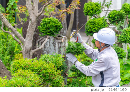 働く高齢者 地域社会に貢献 植木剪定 働く高齢者 地域社会に貢献 植木剪定 91464160