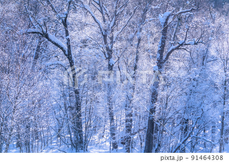 《北海道》霧氷と気嵐・冬の北海道 91464308