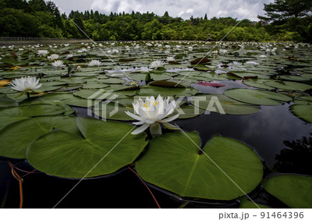 野呂山の氷池に咲くスイレンの花 91464396