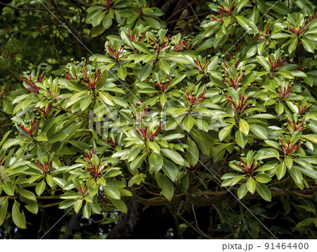 青い実がなっているタブノキ 青い実がなっているタブノキ 91464400