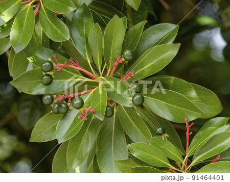 青い実がなっているタブノキ 青い実がなっているタブノキ 91464401