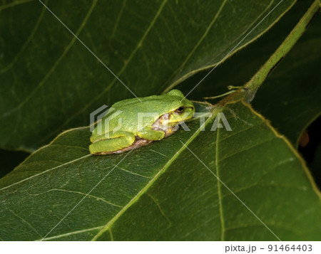 葉の上にいるニホンアマガエル 91464403