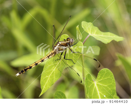 草にとまるムギワラトンボ 91464410
