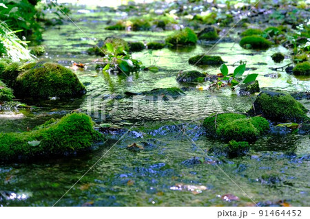 森の緑に包まれる姫川源流湧水 森の緑に包まれる姫川源流湧水 91464452