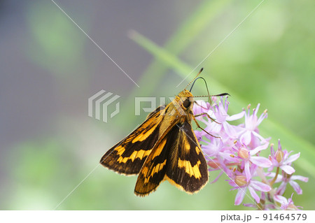 ツルボの花を吸蜜中のキマダラセセリの一種 91464579
