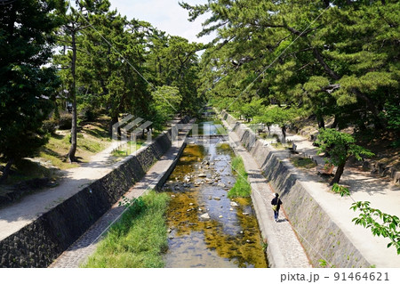 兵庫　西宮市　夙川と夙川河川敷緑地（大井手橋付近）（初夏） 91464621