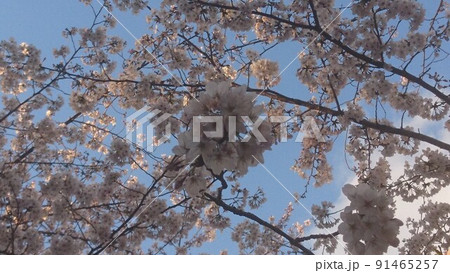 青空と桜 青空と桜 91465257