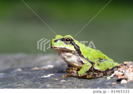 ニホンアマガエル 91465335