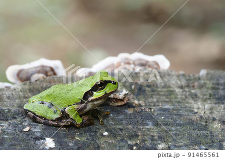 ニホンアマガエル 91465561