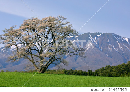 岩手県岩手郡雫石町丸谷地　小岩井農場の一本桜エドヒガンと残雪の岩手山 91465596
