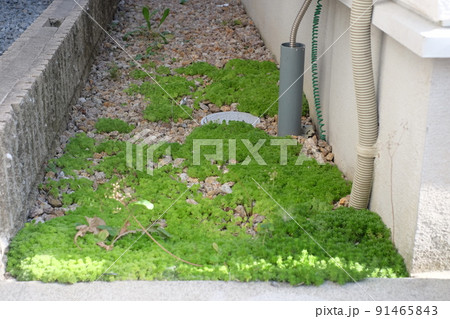 砂利と雑草　外構 91465843