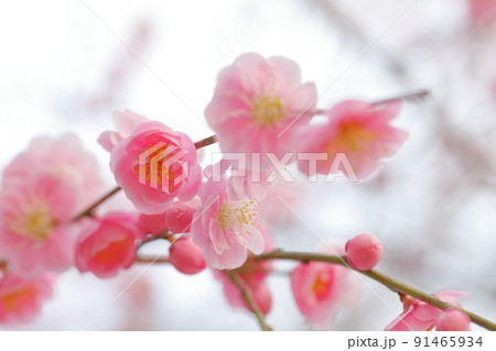 ピンク色の梅の花 ピンク色の梅の花 91465934