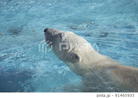 Big polar bear is swimming in the blue water. Big polar bear is swimming in the blue water. 91465935