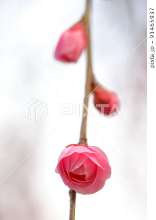 ピンク色の梅の花 91465937