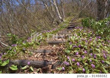 カタクリ　六万騎山登山道沿いのカタクリ 91466082