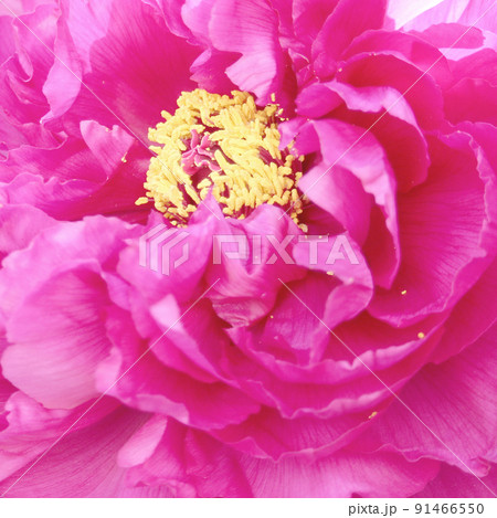 ピンクの芍薬 ピンクの芍薬 91466550