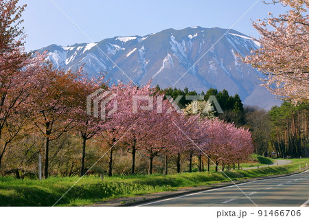 岩手県岩手郡雫石町丸谷地 小岩井農場の県道沿いの桜並木と残雪の岩手山 岩手県岩手郡雫石町丸谷地 小岩井農場の県道沿いの桜並木と残雪の岩手山 91466706