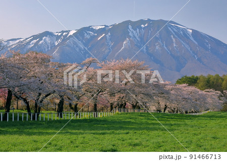 岩手県岩手郡雫石町丸谷地 小岩井農場の県道沿いの桜並木と残雪の岩手山 岩手県岩手郡雫石町丸谷地 小岩井農場の県道沿いの桜並木と残雪の岩手山 91466713