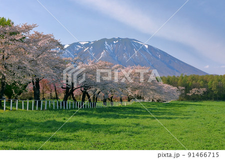 岩手県岩手郡雫石町丸谷地 小岩井農場の県道沿いの桜並木と残雪の岩手山 岩手県岩手郡雫石町丸谷地 小岩井農場の県道沿いの桜並木と残雪の岩手山 91466715