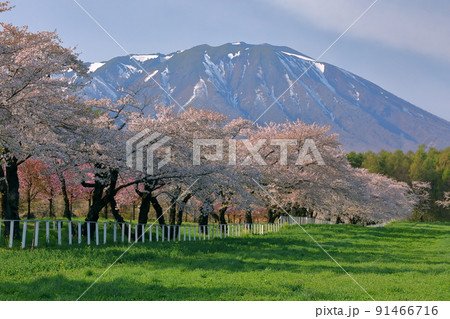 岩手県岩手郡雫石町丸谷地 小岩井農場の県道沿いの桜並木と残雪の岩手山 岩手県岩手郡雫石町丸谷地 小岩井農場の県道沿いの桜並木と残雪の岩手山 91466716