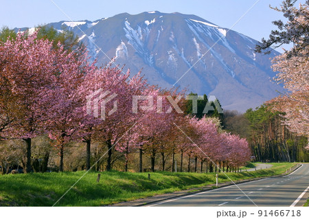 岩手県岩手郡雫石町丸谷地 小岩井農場の県道沿いの桜並木と残雪の岩手山 岩手県岩手郡雫石町丸谷地 小岩井農場の県道沿いの桜並木と残雪の岩手山 91466718