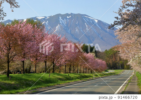 岩手県岩手郡雫石町丸谷地　小岩井農場の県道沿いの桜並木と残雪の岩手山 91466720