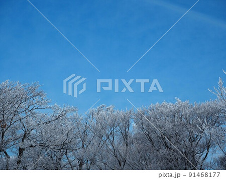 雪化粧をした梢 雪化粧をした梢 91468177