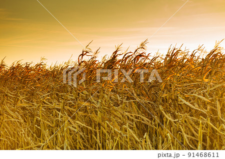 Corn field at the sunset 91468611