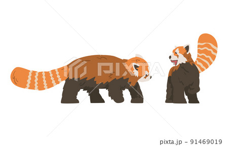 Red Panda as Small Mammal with Dense Reddish-brown Fur and Ringed Tail Walking and Standing Vector Set Red Panda as Small Mammal with Dense Reddish-brown Fur and Ringed Tail Walking and Standing Vector Set 91469019